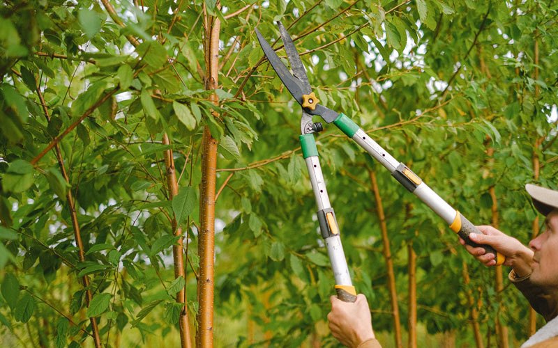 Tree trimming in Delaware, IA